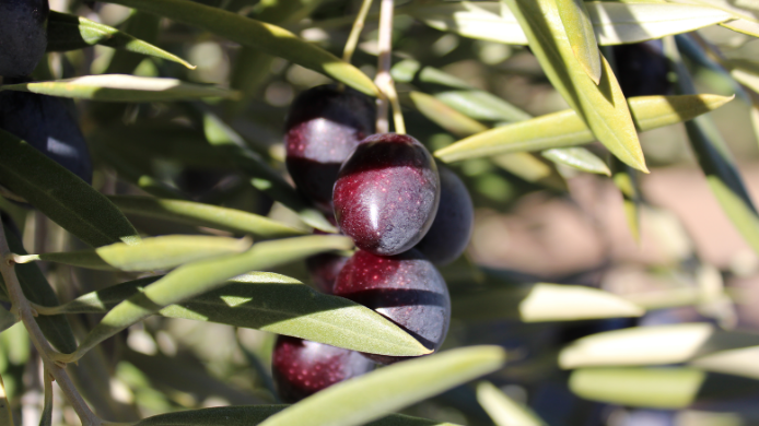 Aceitunas maduras en un olivo de Jaén destinadas a la producción de aceite de oliva virgen extra