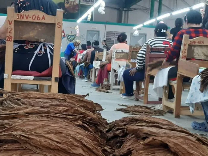 Festival del Habano