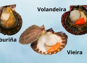 zamburiña