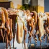 El pulpo gallego en peligro: caída de capturas y precios al alza