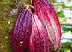 Chocolate: El Elegido de los Dioses