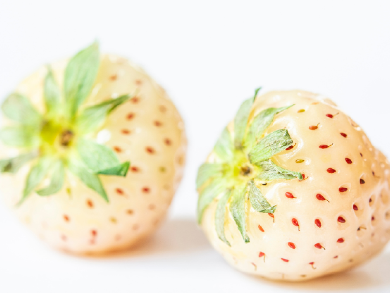 frutilla 