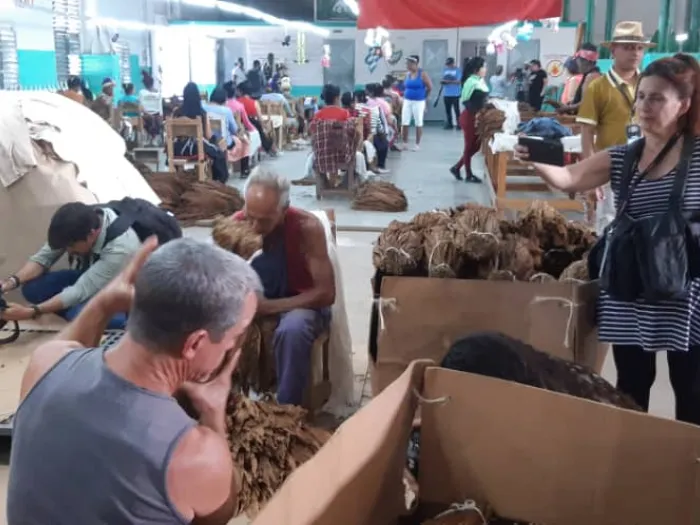 Festival del Habano