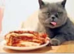 Gato británico solo se alimenta de lasagna y se rehúsa a comer otras cosas