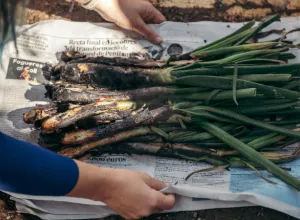 calçotada catalana