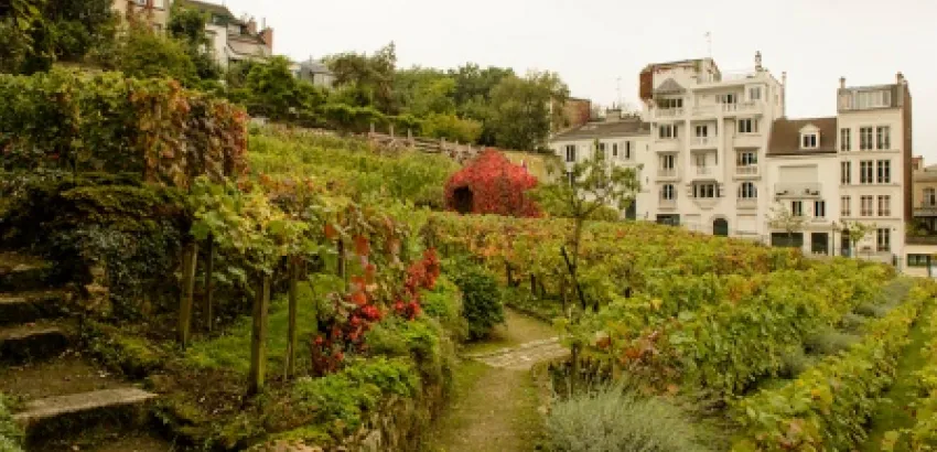 Los vinos de París llegaron hasta la Corte Los vinos de París llegaron hasta la Corte