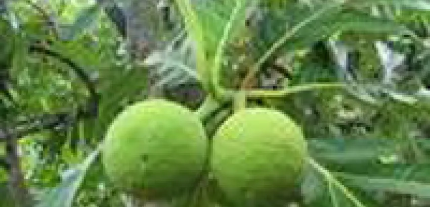 ¿Conoces el fruto del pan?