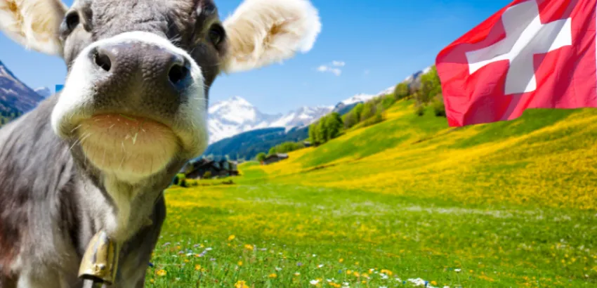 El mejor queso suizo se elabora con leche de vaca cruda queso suizo vaca