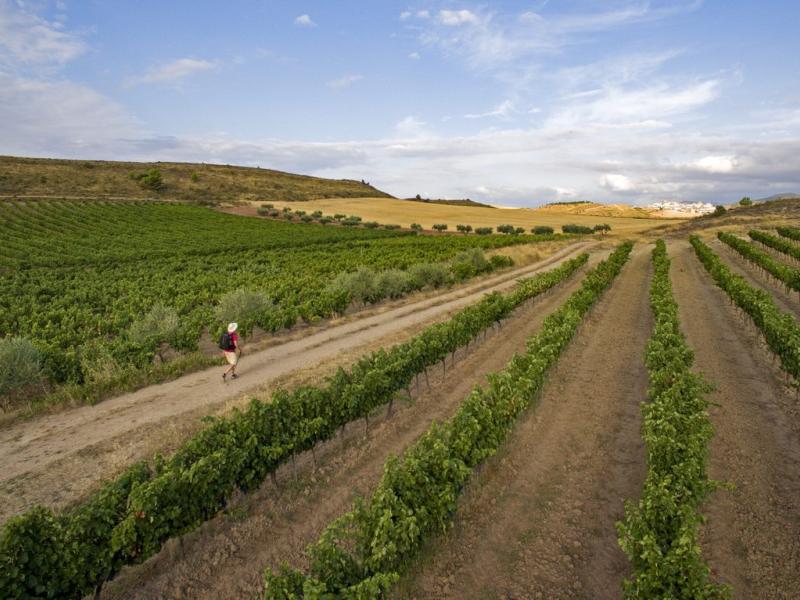 Ruta del Vino-Camino-de Santiago