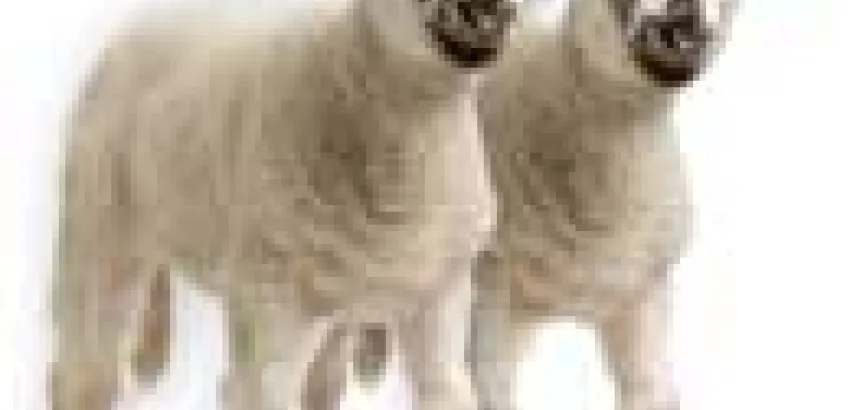 Parlamento europeo exige prohibir alimentos procedentes de animales clonados Parlamento europeo exige prohibir alimentos procedentes de animales clonados