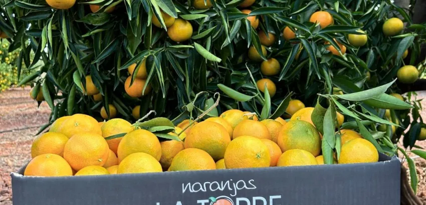 Naranjas La Torre