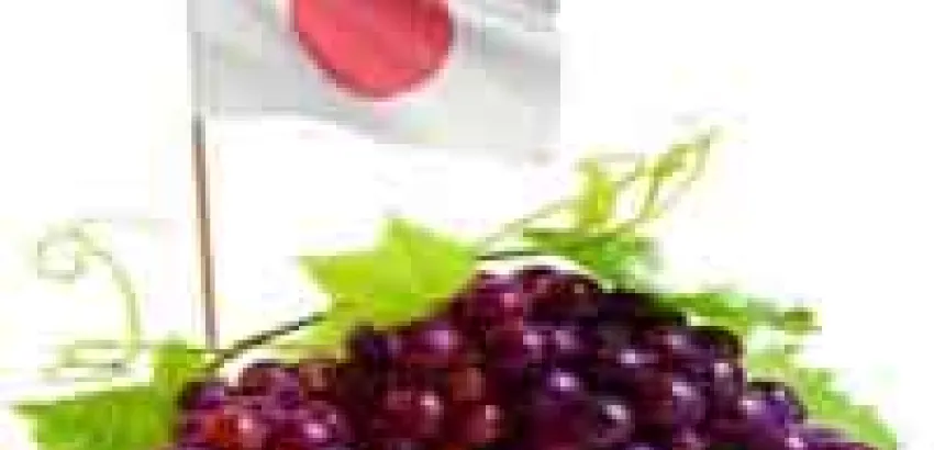 Las uvas japonesas comienzan a destacar en el sector vinícola Las uvas japonesas comienzan a destacar en el sector vinícola