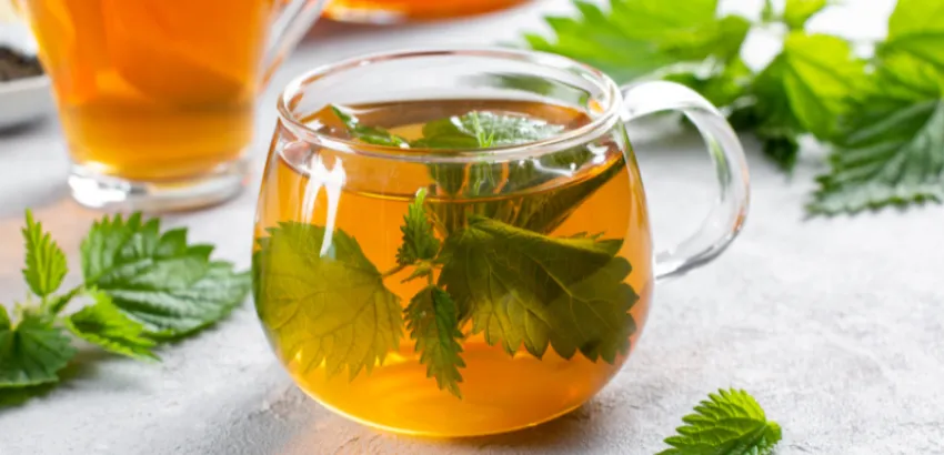 El té de ortiga actúa como antihistamínico natural El té de ortiga actúa como antihistamínico natural