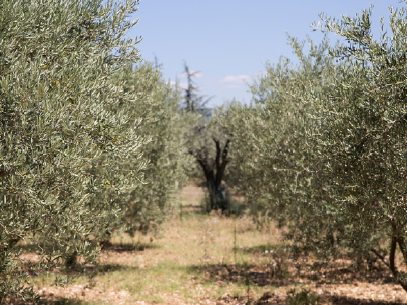 Energía y gastronomía: un futuro sostenible para Andalucía