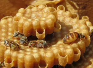 Miel de abeja melipona