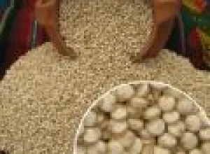 Quinua, el verdadero oro de los incas