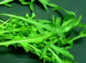 La Rúcula, una mala hierba convertida en vegetal de lujo