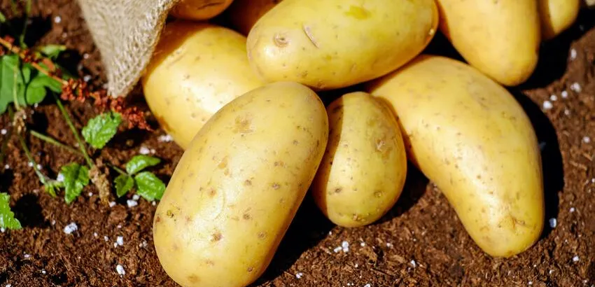 Patata Patata