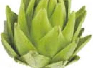 La alcachofa ecológica: manjar exquisito en nuestra gastronomía