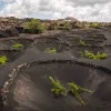 viñedos bodega el Grifo Lanzarote
