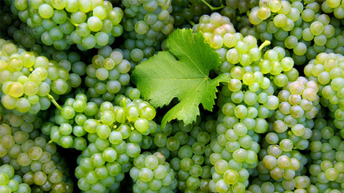 Racimos de uvas Viognier