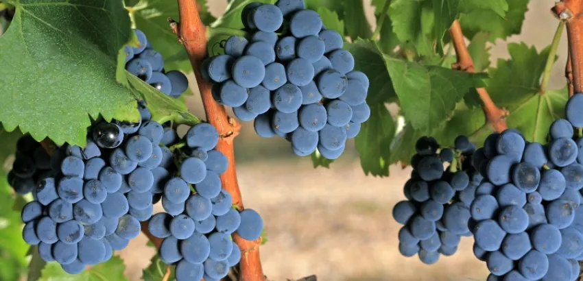 Garnacha de Aragón