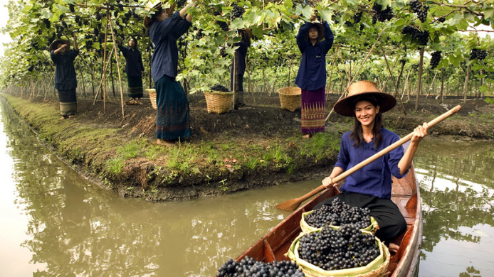 Viñedos flotantes Tailandia