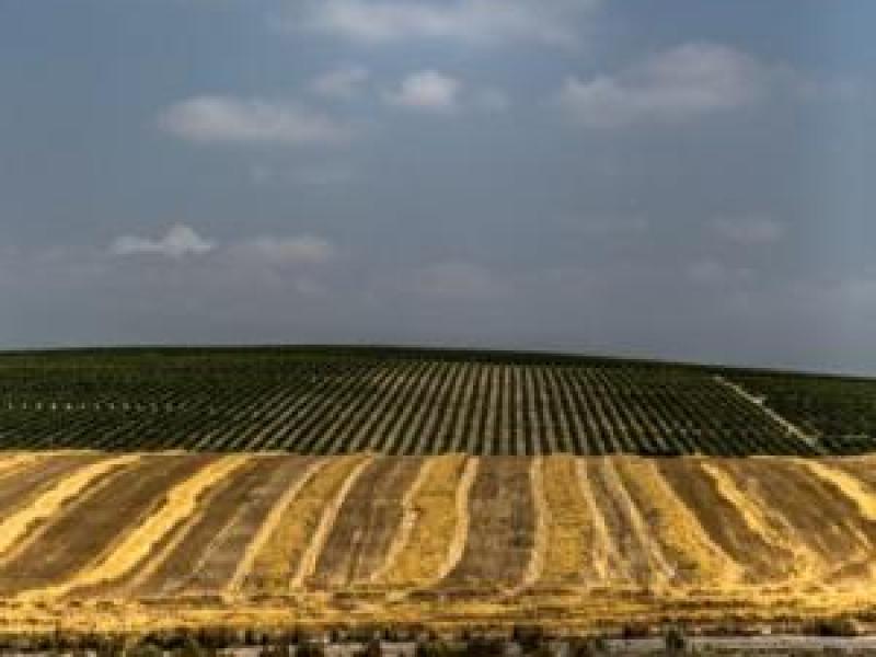 Cambio climático y vino, momento para prevenir o curar