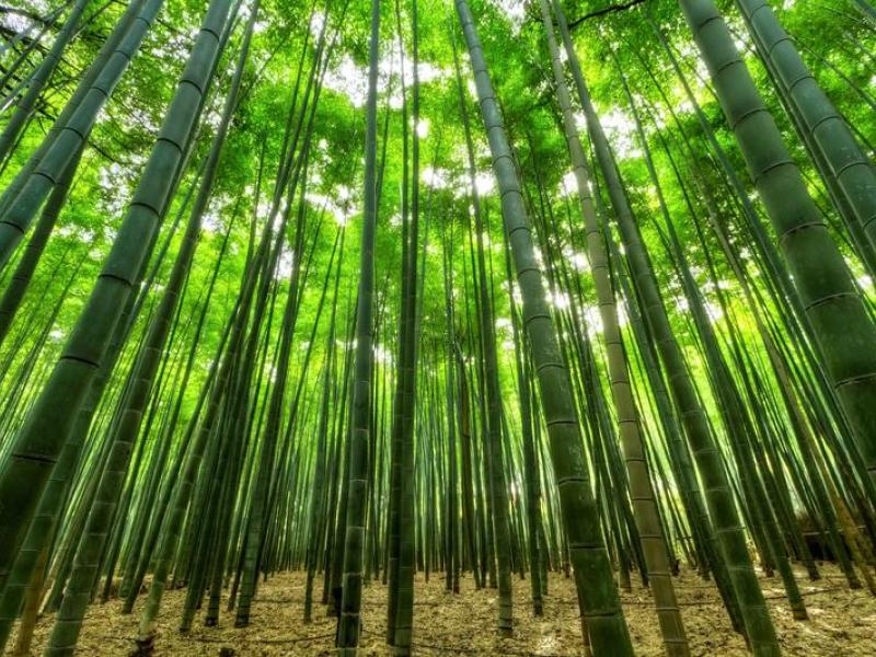 Bambu