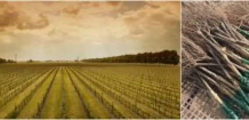 Castell del Remei reafirma su apuesta por los vinos blancos de calidad con la plantación de 11 nuevas hectáreas de variedades blancas Castell del Remei reafirma su apuesta por los vinos blancos de calidad con la plantación de 11 nuevas hectáreas de variedades blancas