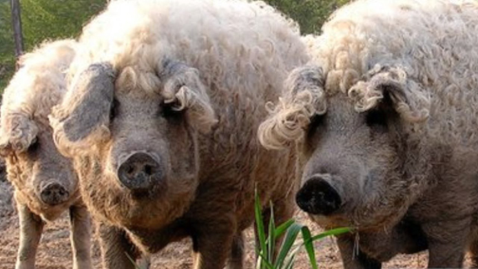 Ejemplares de cerdo mangalica, la singular raza porcina húngara de pelo rizado conocida por su carne infiltrada y su creciente interés en la gastronomía gourmet.