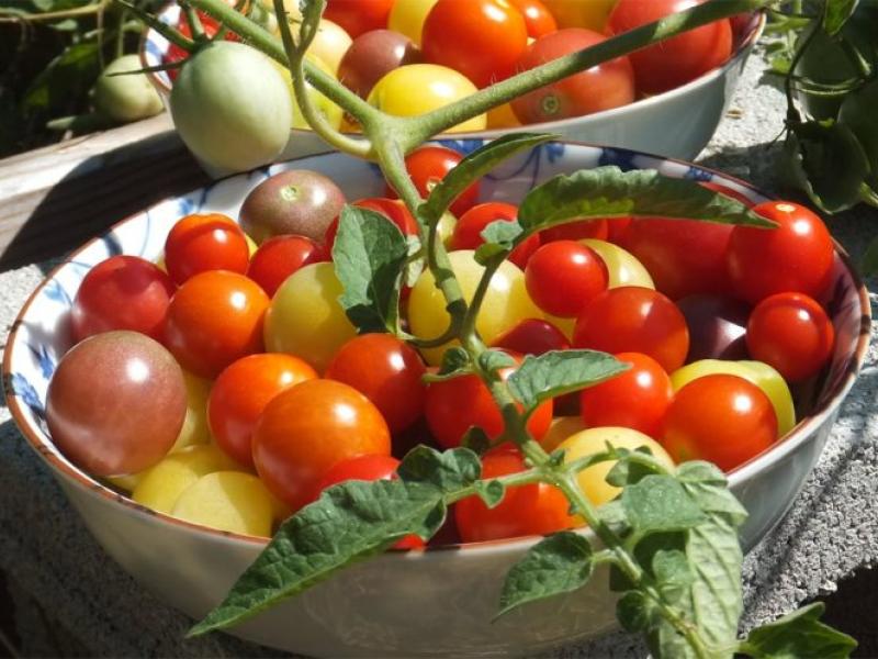 Alemania es líder mundial en el lanzamiento de productos ecológicos