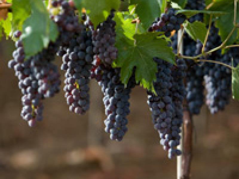 La «Sangre Joven» de la Sangiovese