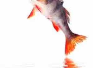 Francia agota sus reservas de pesca nacional