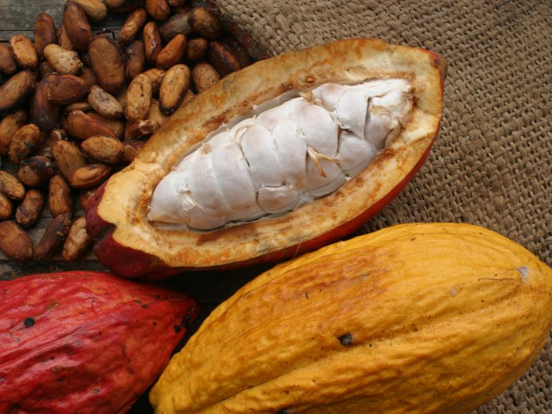 Cristóbal Colón fue el primer español que probó la “cerveza” de cacao