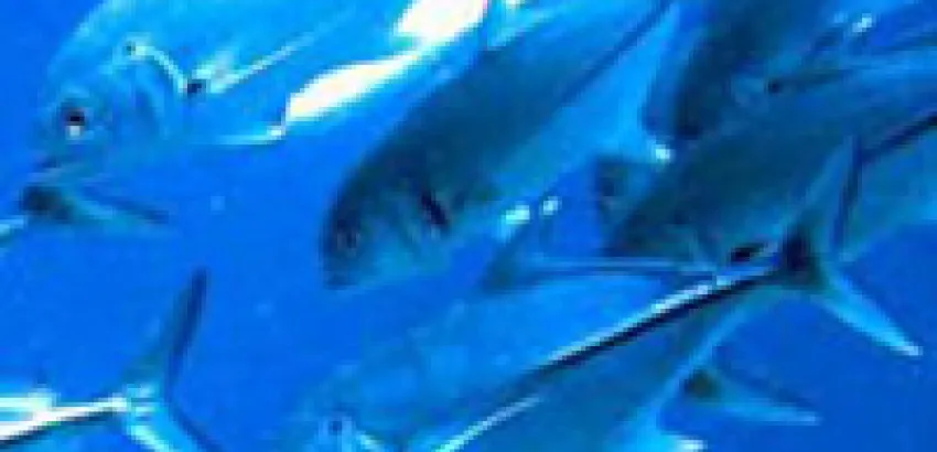 Introducir pescado azul en la dieta de los jóvenes reduce la prevalencia de enfermedades cardiovasculares y metabólicas Introducir pescado azul en la dieta de los jóvenes reduce la prevalencia de enfermedades cardiovasculares y metabólicas