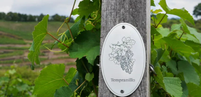Tempranillo uva tempranillo