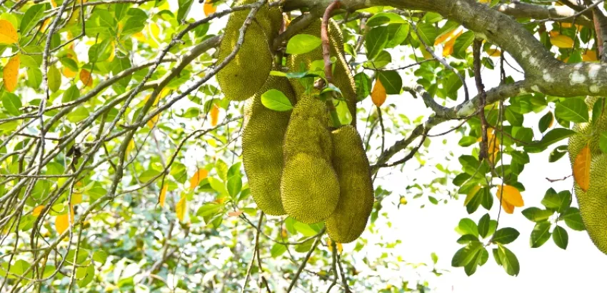 jackfruit jackfruit