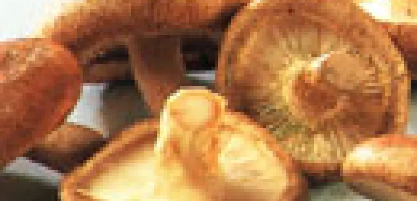Shiitake la seta de la longevidad Shiitake la seta de la longevidad