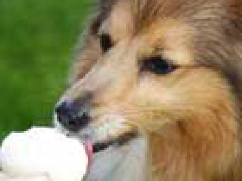 Empresa especializada lanza helados para perros en el verano