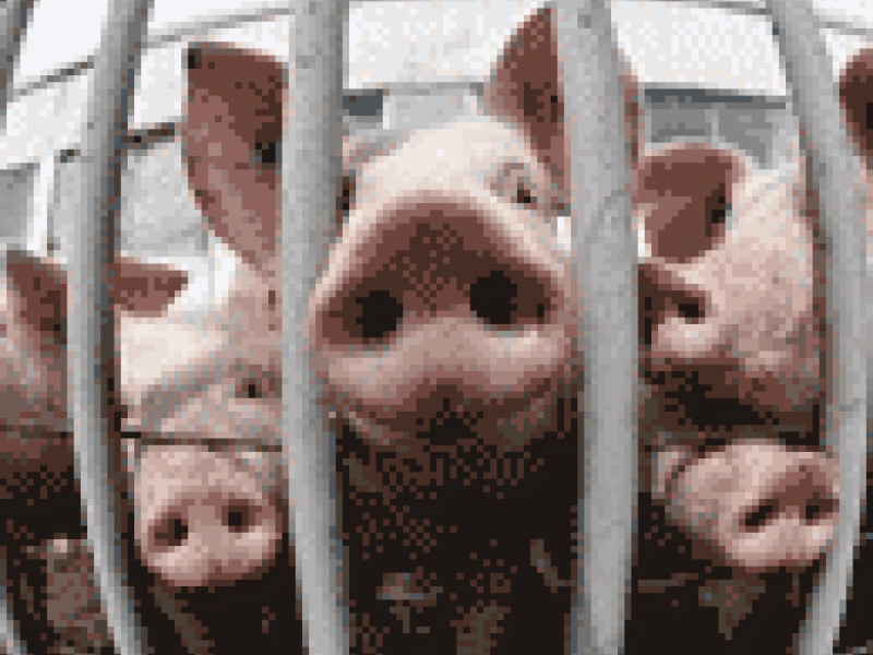 Mundo: Productores de carne de cerdo están en problemas por la Influenza A