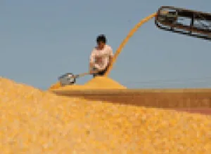 La FAO prevé una subida cada vez mayor del precio de los cereales
