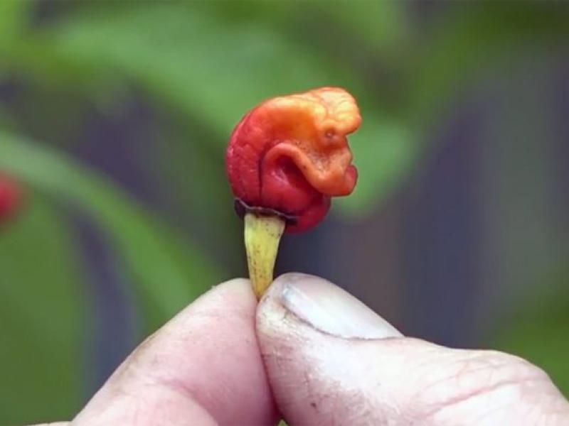 El pimiento más picante del mundo, Dragons Breath Chili