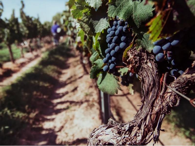 Día Mundial del Malbec