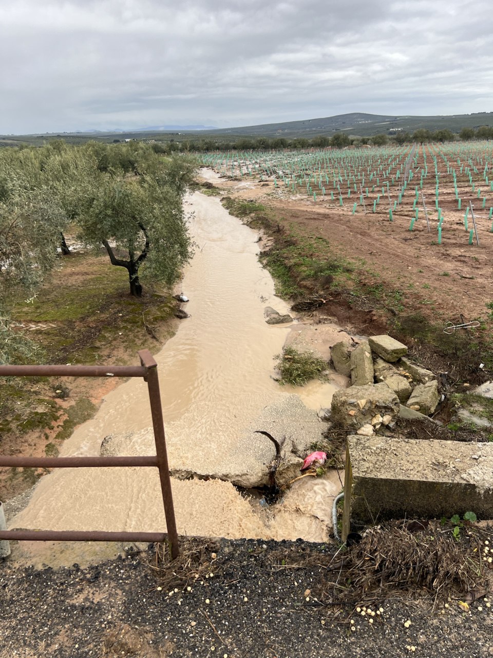 viñedos en la borrasca Marta
