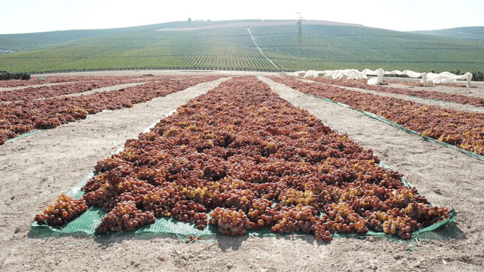 racimos de uvas secándose al sol 