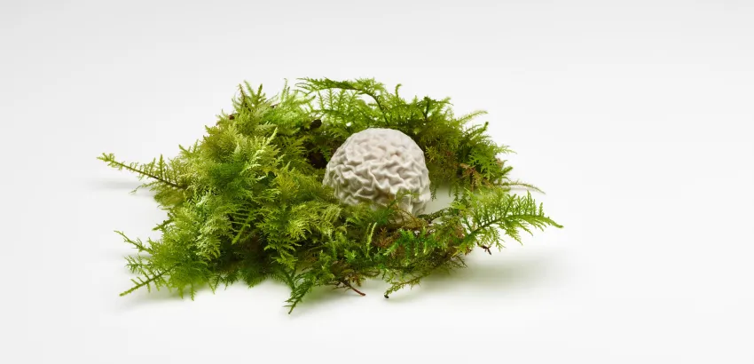Mugaritz-plato