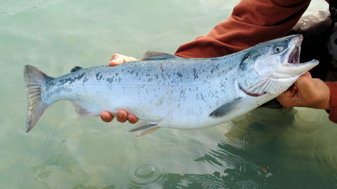Pez de río de gran tamaño sostenido sobre el agua durante una jornada de pesca