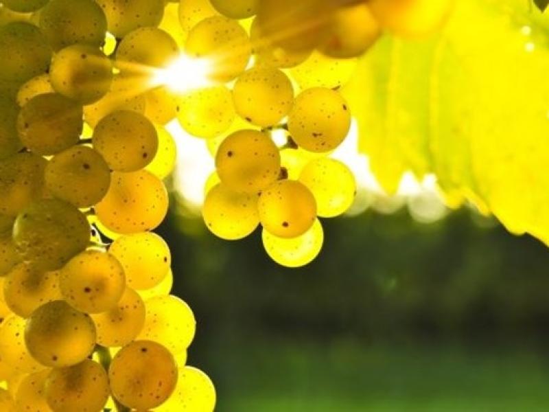 Cambio climático y vinos, hacia un nuevo desafío