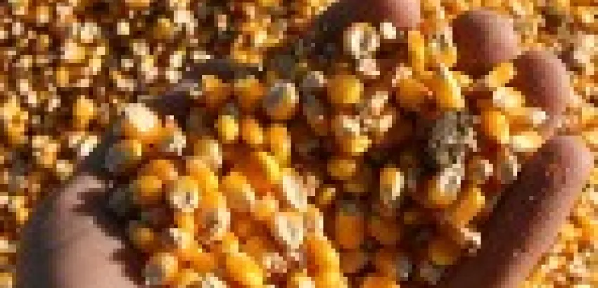 Argentina: Caen un 15 por ciento las exportaciones de alimentos